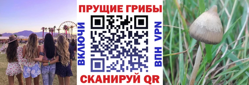 где купить наркотик  Оханск  Галлюциногенные грибы Psilocybine cubensis 